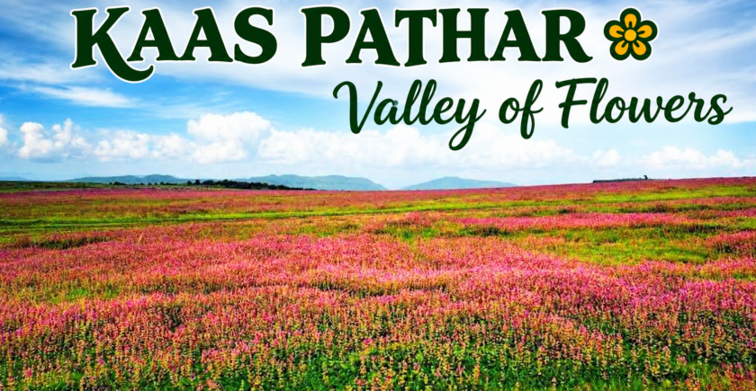 Kaas Plateau valley of flowers near Satara - UNESCO World Heritage site